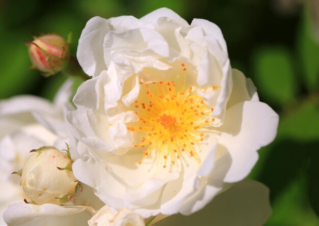 Foto rose in giardino