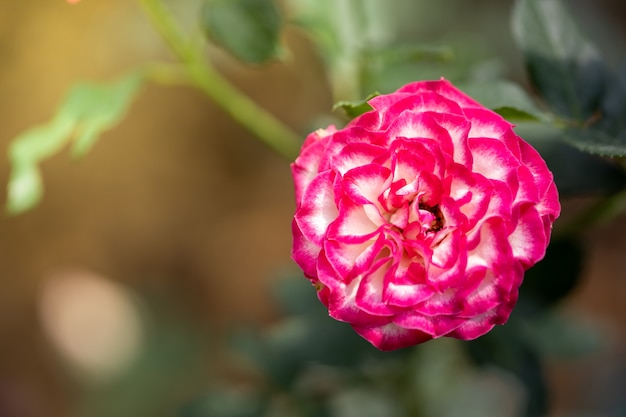 Roses in the garden