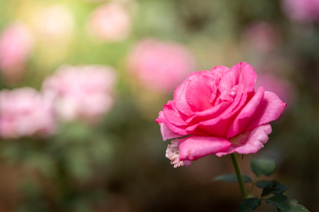 Rose in giardino