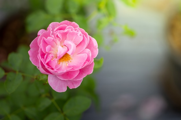 Photo roses in the garden