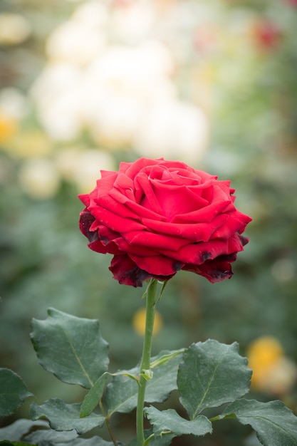 Roses in the garden 