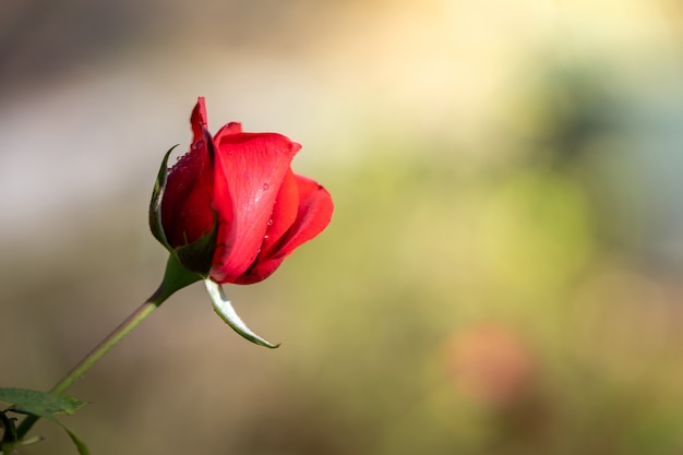 Roses in the garden