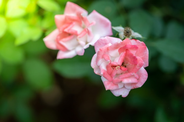 Roses in the garden