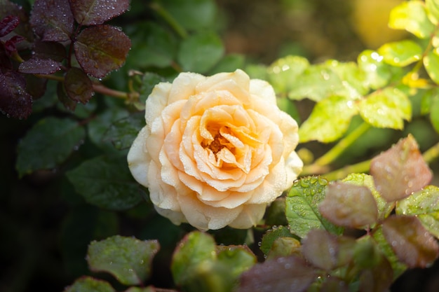 Roses in the garden 