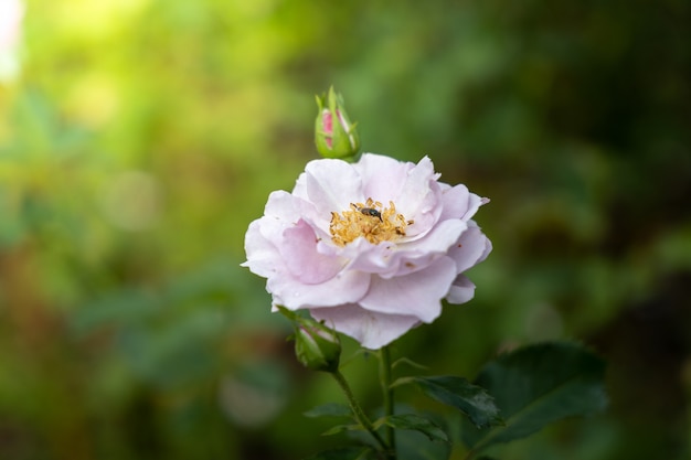 Roses in the garden 