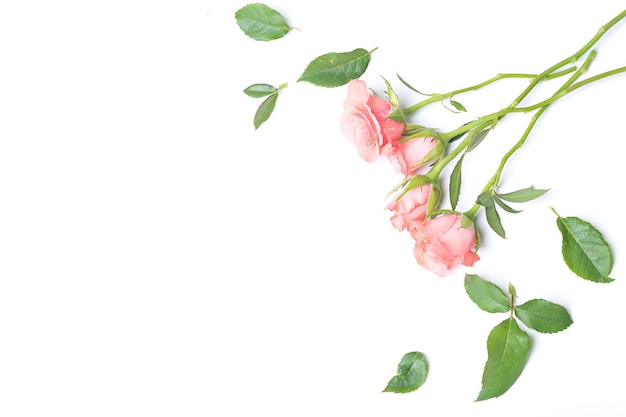 Roses isolated on the white background flower composition