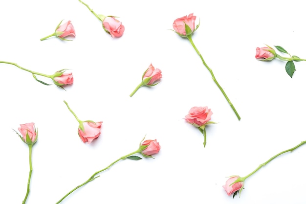 Roses isolated on the white background flower composition