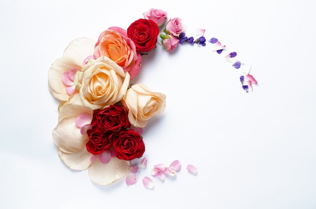 roses isolated on white.