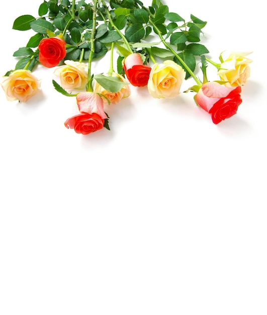 Roses isolated on white