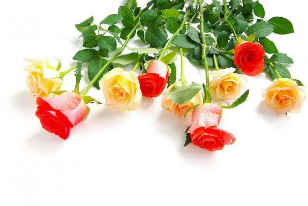 Roses isolated on white