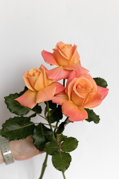 Roses Miss Piggy Bright orange roses