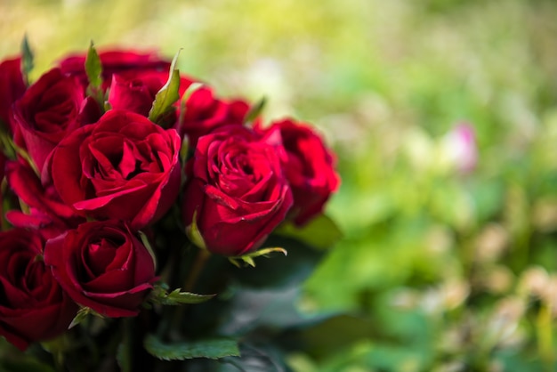 Photo roses in natural. background of valentine day concept and love concept.