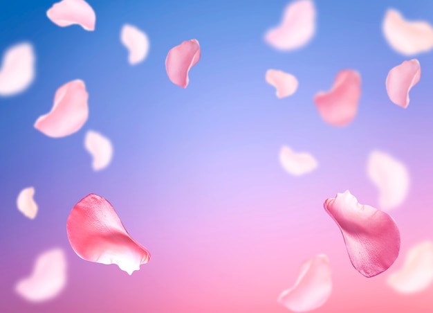 roses petal flying background