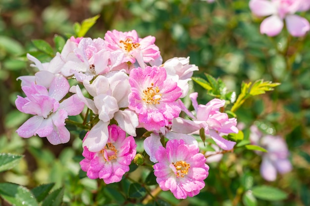 Roses pink and white, small petal, ornamental plant, blooming in a garden, among bright sunlight and green leaves blurred background.