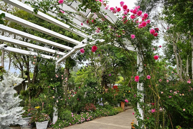 Roses planted in the garden