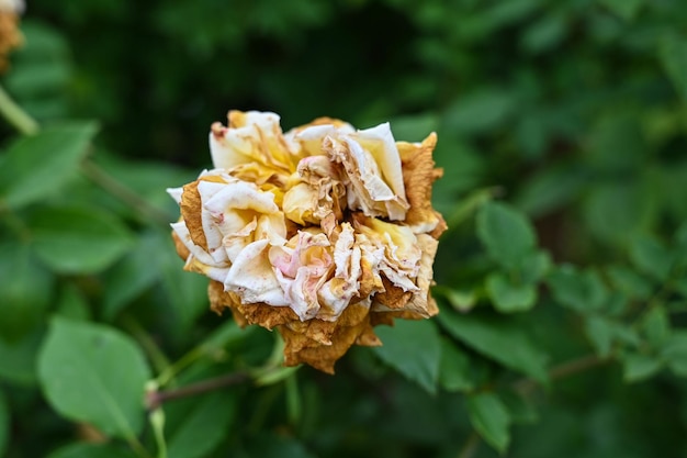 Photo roses planted in the garden