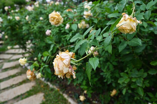 Roses planted in the garden