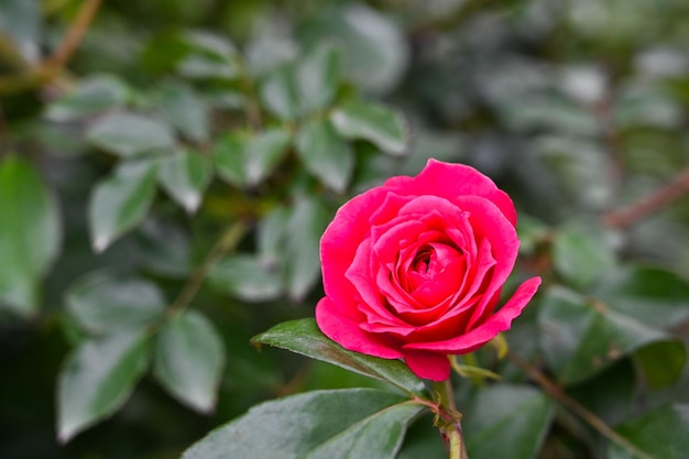 Foto rose piantate in giardino