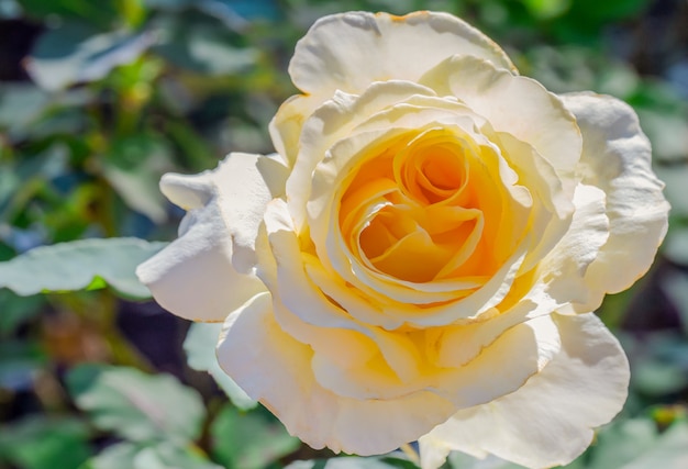 Roses on a sunny day 