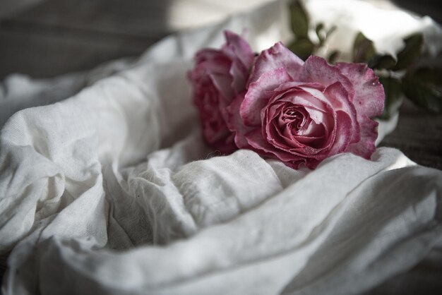 Photo roses on table