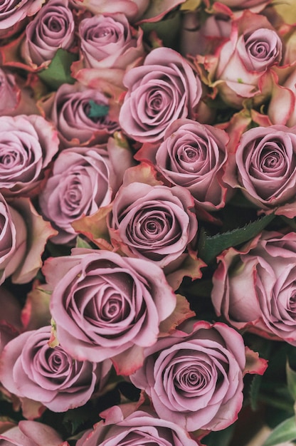 Плотно свернутые цветы розы с мягкими темно-розовыми лепестками, собранными вместе