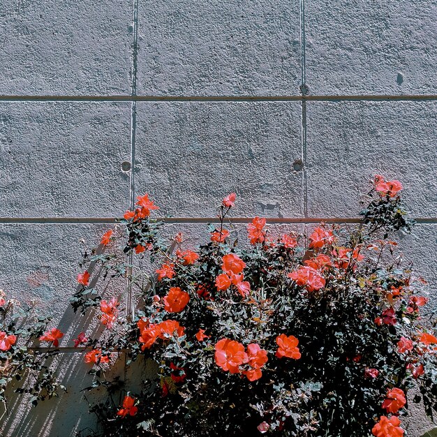 Roses on wall background.  Plant lover concept