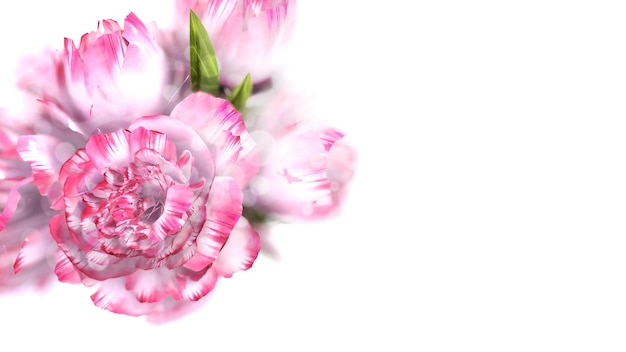 Roses on white background 3D rendering