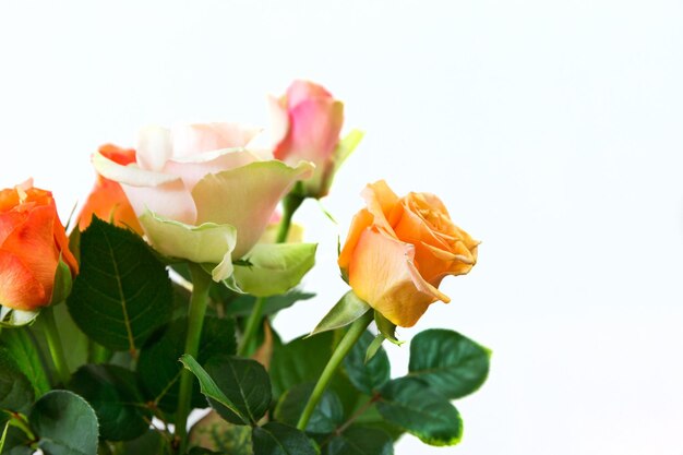 Roses on white background close-up