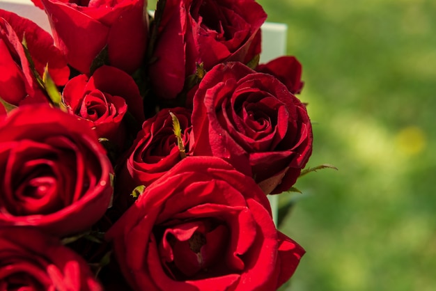 roses in white frame with glass background. background of valentine day concept and love concept.