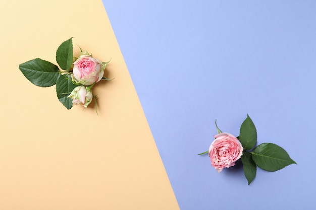 Roses with leaves on two tone