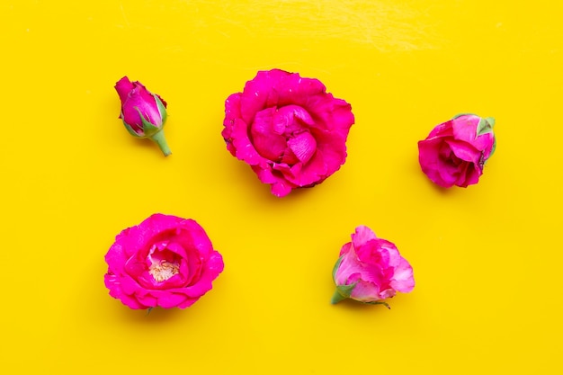 Roses on yellow surface