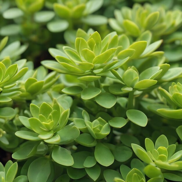 Rosetta stonecrop or sedum rosetta closeup photo of its small green leaves