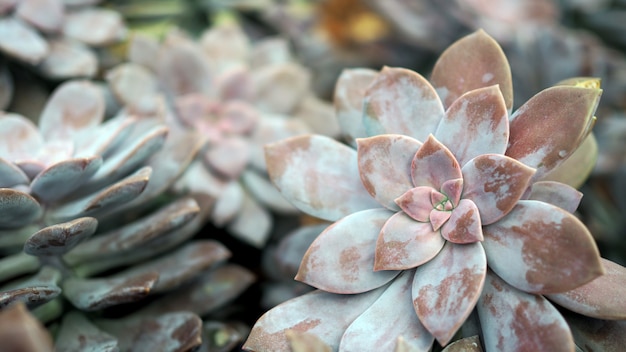 Rosette rosettes of graptopetalum pentandrum superbum. Violet Graptopetalum flowers.