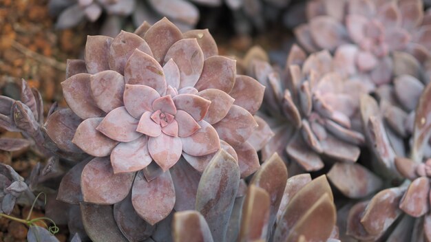 Rosette rosettes of graptopetalum pentandrum superbum. Violet Graptopetalum flowers.