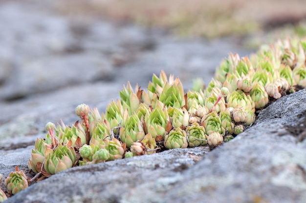 Rosettes of some wild succulent plant growing on the rocks.