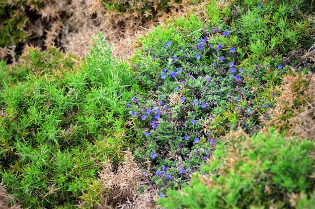 Rosmarinus officinalis, algemeen bekend als rozemarijn, is een houtachtig, overblijvend kruid met geurige