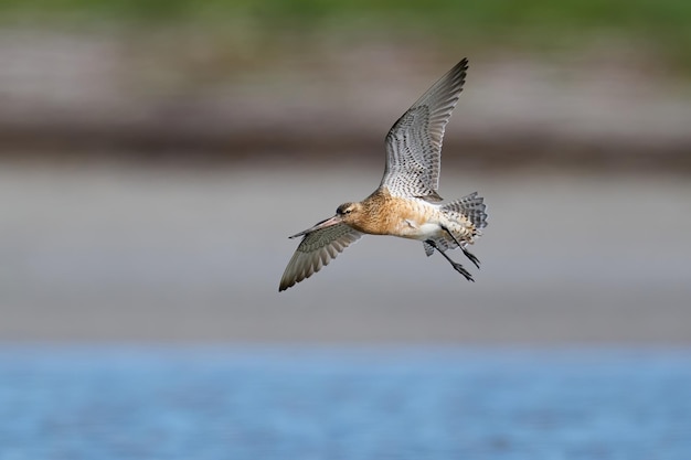 Rosse grutto Limosa lapponica