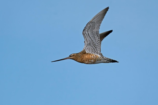 Rosse grutto Limosa lapponica