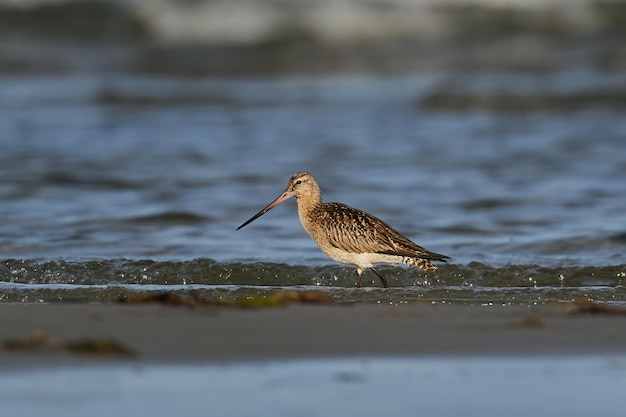 Rosse grutto Limosa lapponica