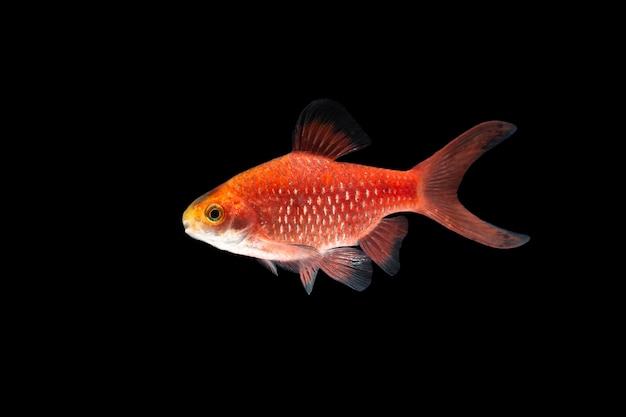 Photo rosy barb pethia conchonius fish isolated on black background