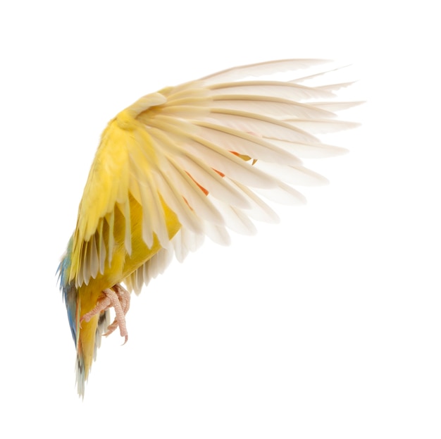 Photo rosy-faced lovebird flying, agapornis roseicollis, also known as the peach-faced lovebird in front of white background