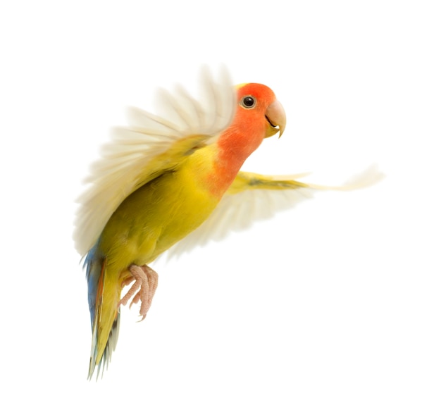 Photo rosy-faced lovebird flying, agapornis roseicollis, also known as the peach-faced lovebird in front of white background