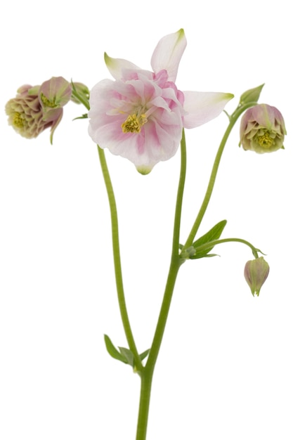 Rosy flower of aquilegia blossom of catchment closeup isolated on white background