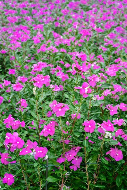 Rosy Maagdenpalmbloemen in een tuinclose-up