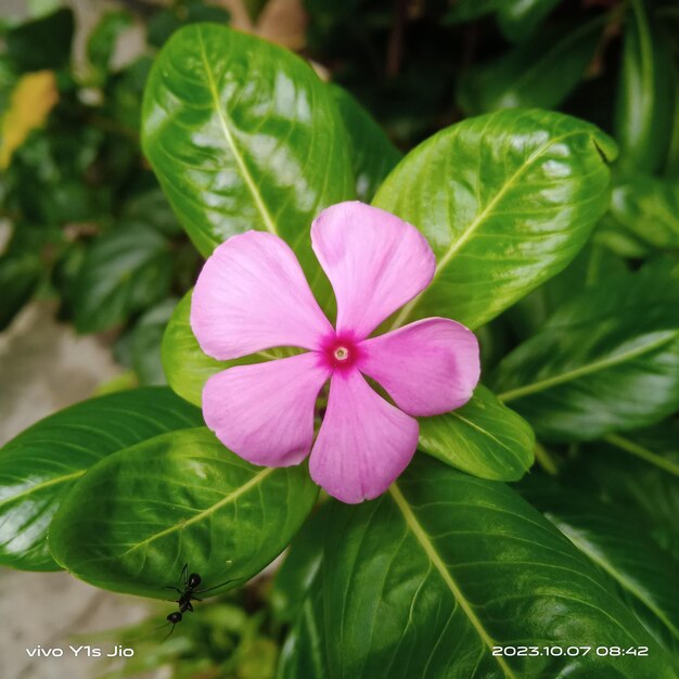 Rosy periwinkle flower