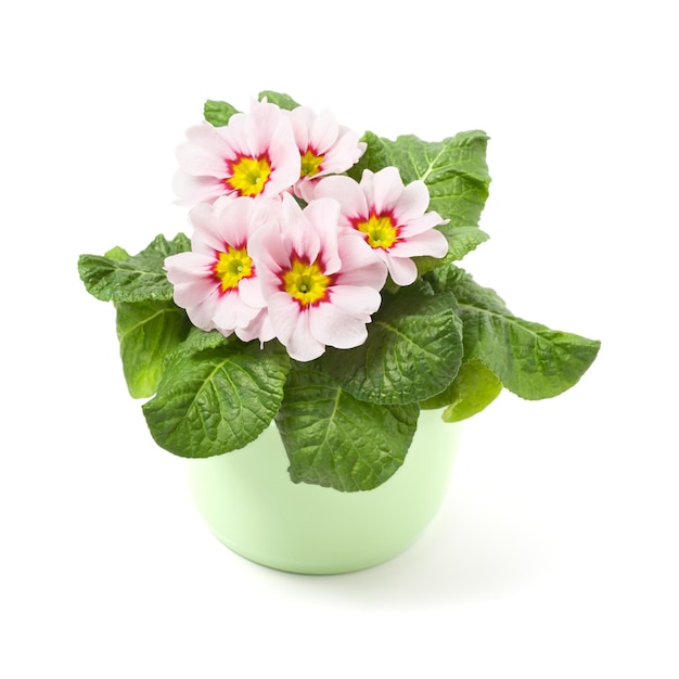 Rosy primrose in ceramic pot