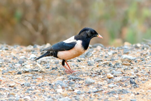 Rosy Starling Pastor roseus Beautiful Birds of Thailand