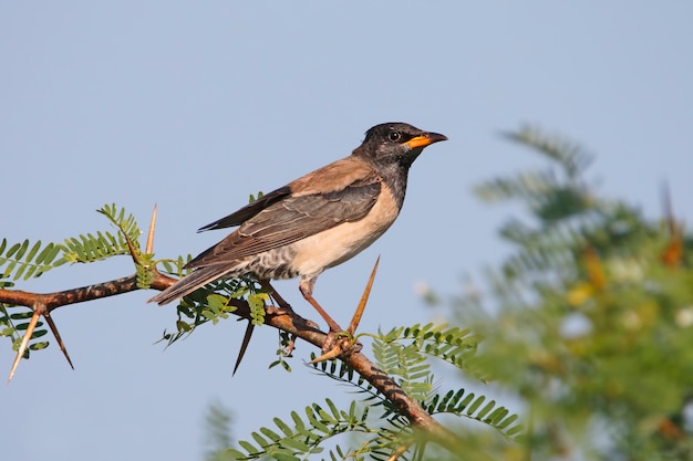 Rosy Starling Pastor roseus Beautiful Birds of Thailand