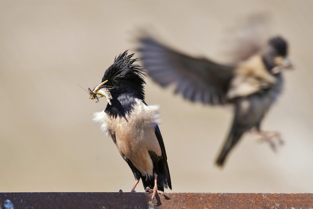 The Rosy Starling Sturnus roseus is standing on a beautiful background