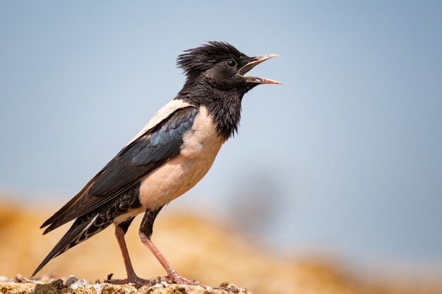 Rosy Starling (Sturnus roseus) sits on a stone with open beak